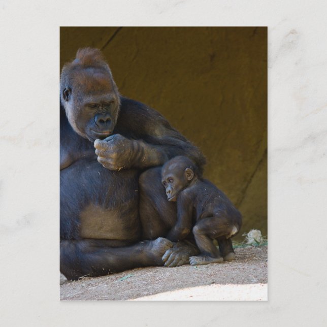 Baby Gorilla Postcard (Front)