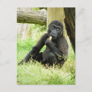 Baby Gorilla Snacking Postcard