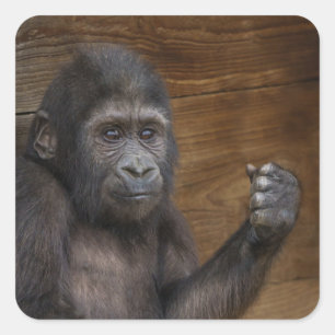 Baby Gorilla Square Sticker