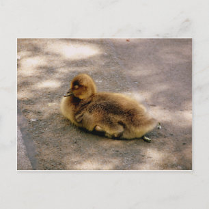 Baby Gosling In Spring Postcard