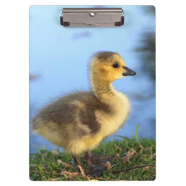 Baby Gosling Office Clipboard (Front)