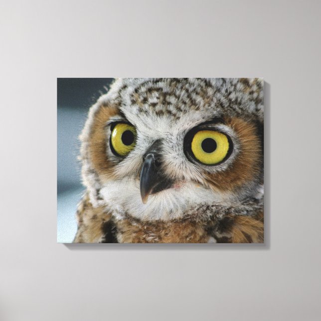 Baby great horned owl canvas print (Front)