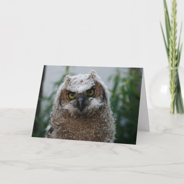 Baby Great-Horned Owl Card (Front)