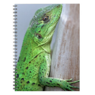 Baby green iguana notebook