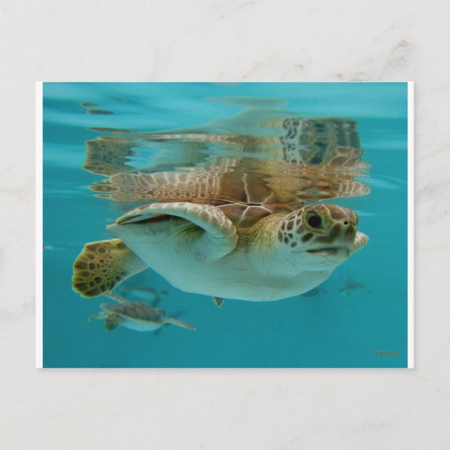 Baby Green Sea Turtle Postcard (Front)