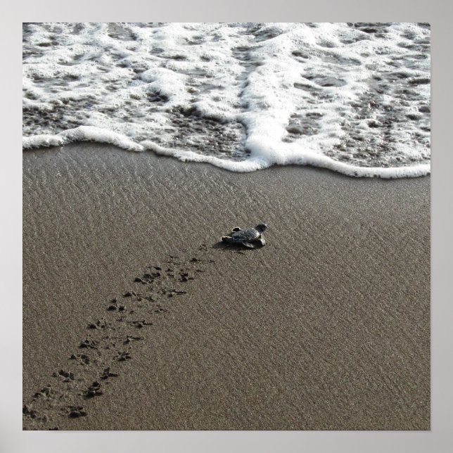 Baby Green Sea Turtle Poster (Front)