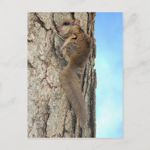 Baby Grey Squirrel Postcard