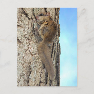 Baby Grey Squirrel Postcard