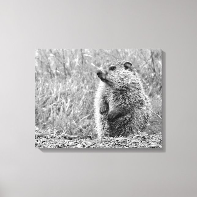 Baby Groundhog in BLACK AND WHITE  Canvas Print (Front)