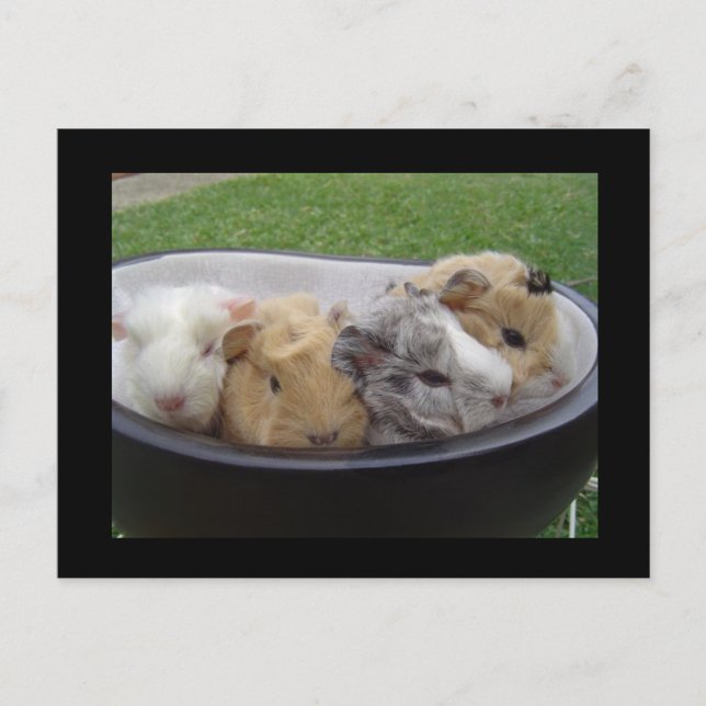 baby guinea pigs postcard (Front)