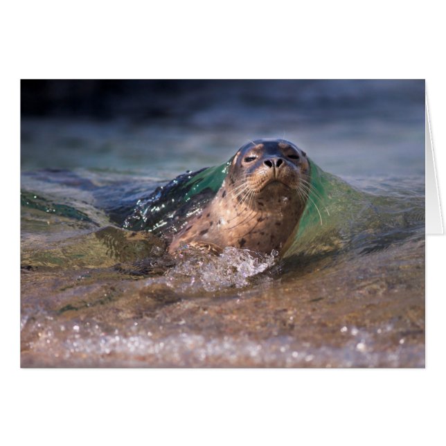 Baby Harbour Seal (Front Horizontal)