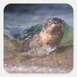 Baby Harbour Seal
