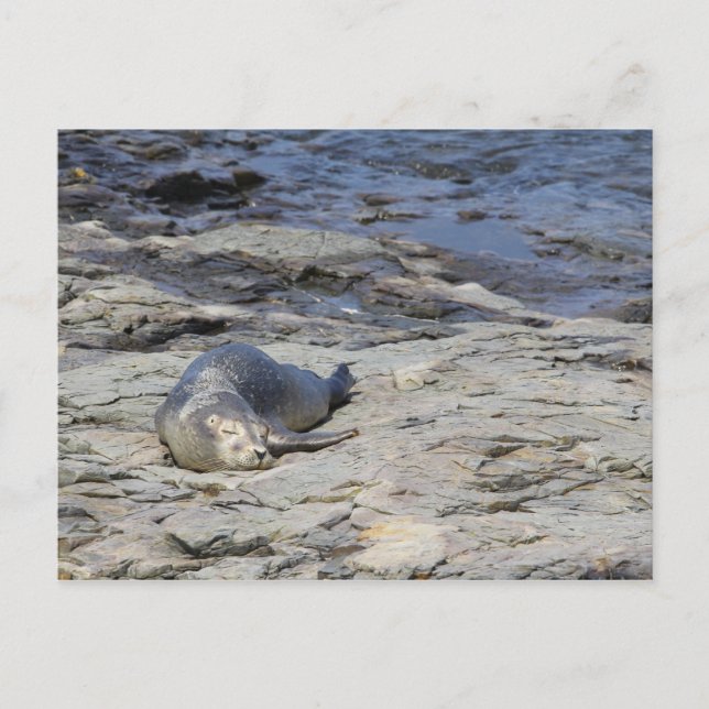 Baby Harbour Seal, Bar Harbour, Maine Postcard (Front)