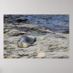 Baby Harbour Seal, Bar Harbour, Maine Poster