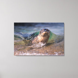 Baby Harbour Seal Canvas Print