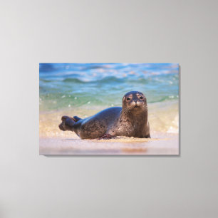 Baby Harbour Seal in Water Canvas Print