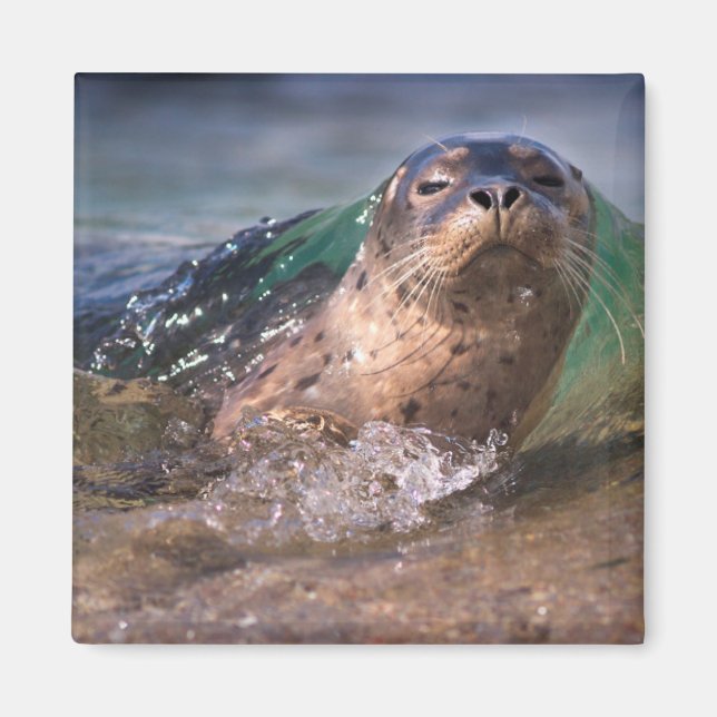 Baby Harbour Seal Magnet (Front)