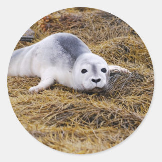 Baby Harbour Seal Stickers