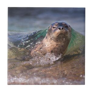 Baby Harbour Seal Tile