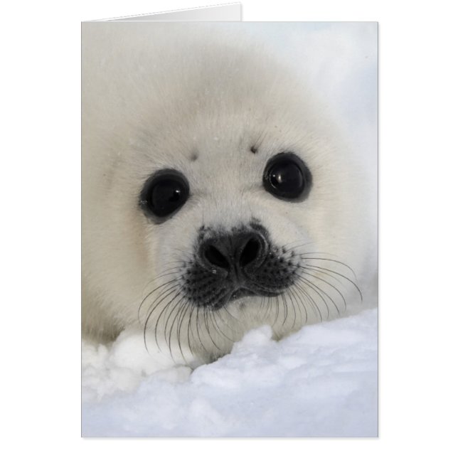 Baby Harp Seal (Front)