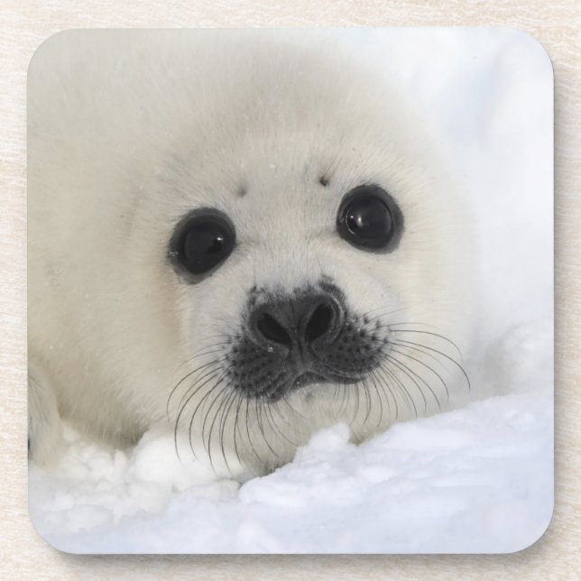 Baby Harp Seal Coaster (Front)