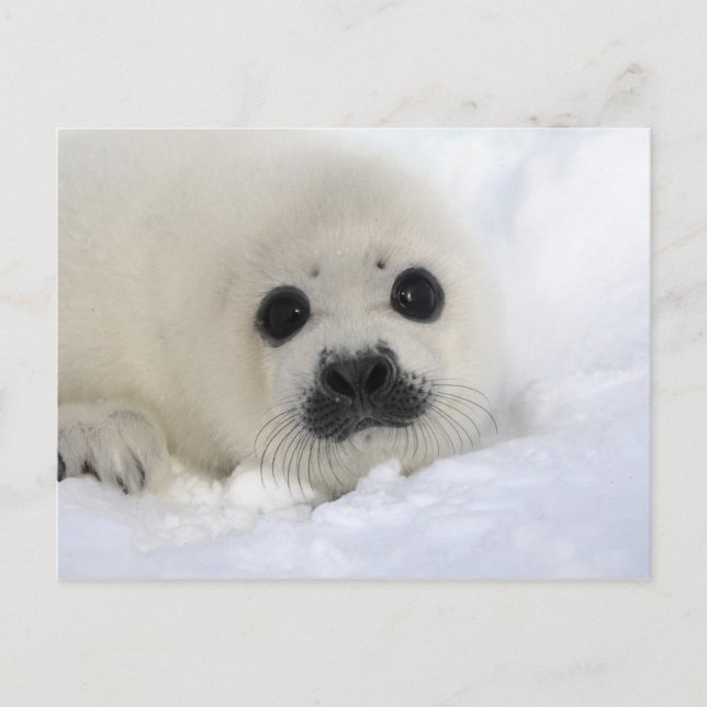 Baby Harp Seal Postcard (Front)