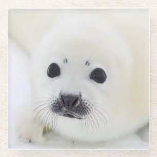 Baby harp seal pup on ice of the White Sea Glass Coaster