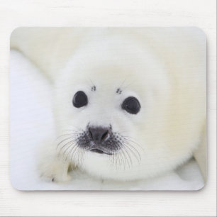 Baby harp seal pup on ice of the White Sea Mouse Pad