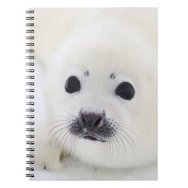 Baby harp seal pup on ice of the White Sea Notebook (Front)
