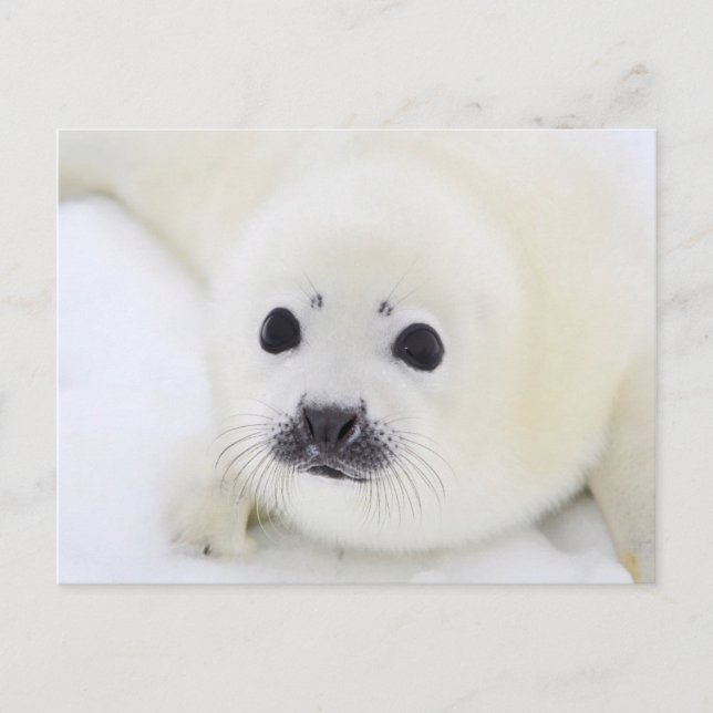 Baby harp seal pup on ice of the White Sea Postcard (Front)