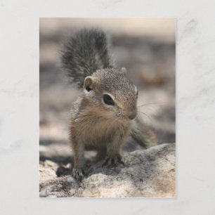 Baby Harris' Antelope Squirrel Postcard