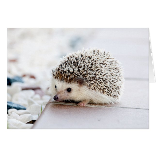 Baby Hedgehog (Front Horizontal)