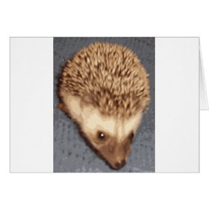 baby hedgehog