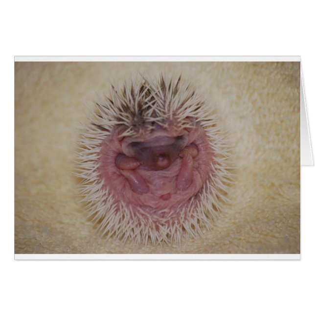 Baby Hedgehog Ball (Front Horizontal)
