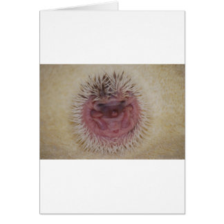 Baby Hedgehog Ball