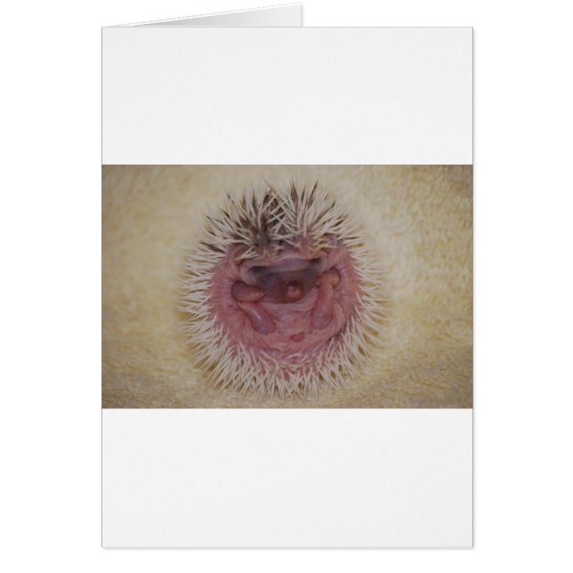 Baby Hedgehog Ball (Front)