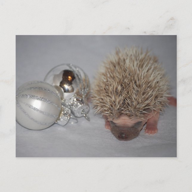 Baby Hedgehog Christmas Postcard (Front)