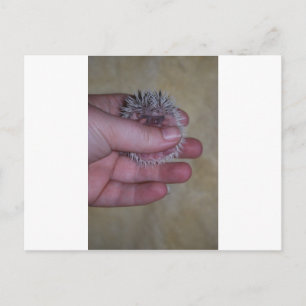 Baby Hedgehog in Hand Postcard
