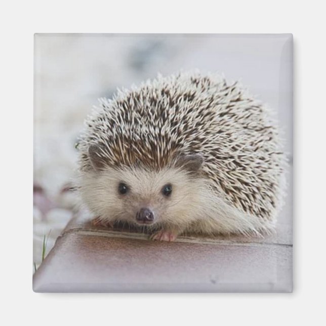 Baby hedgehog   magnet (Front)