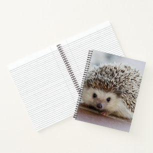Baby hedgehog   notebook