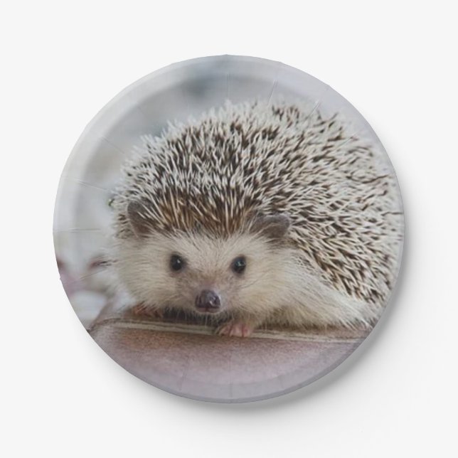 Baby hedgehog   paper plate (Front)