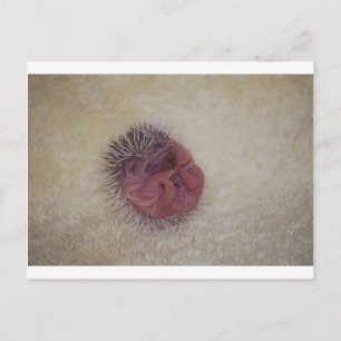 Baby Hedgehog Postcard