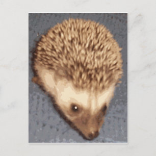 baby hedgehog postcard