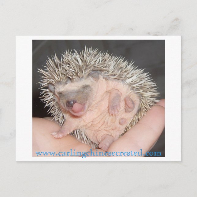 Baby hedgehog Postcard (Front)