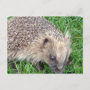 Baby Hedgehog Postcard