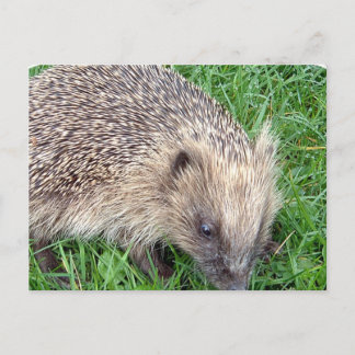 Baby Hedgehog Postcard