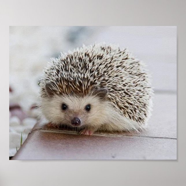 Baby hedgehog poster (Front)