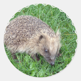 Baby Hedgehog Stickers