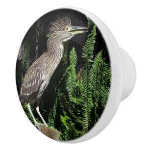 Baby Heron Bird Wildlife Animals Knob