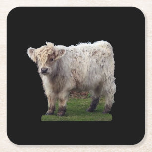 Baby Highland "Moo" Cow Coaster
